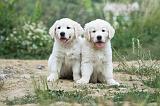 GOLDEN RETRIEVER 615